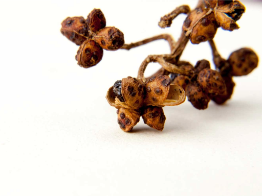 BATAK PEPPER ANDALIMAN, Indonesia REMPAH-REMPAH, whole, Raw Food, Intense Taste